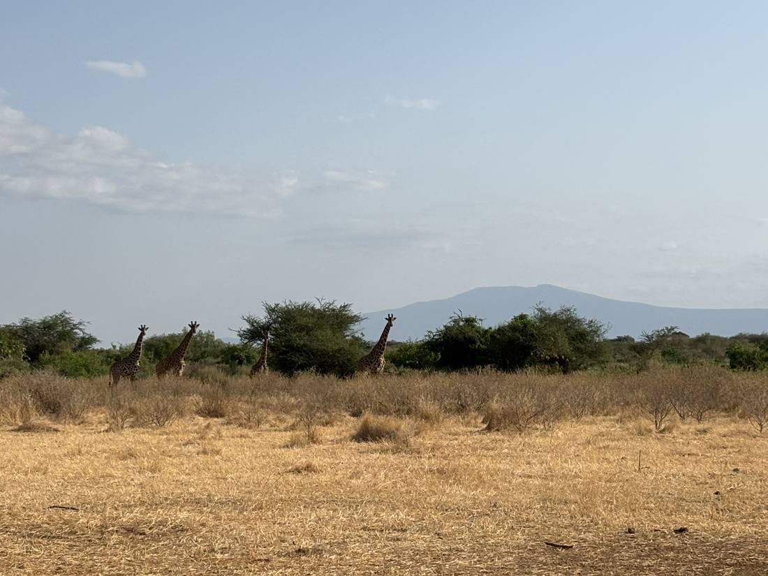 Giraffes on the open savanna