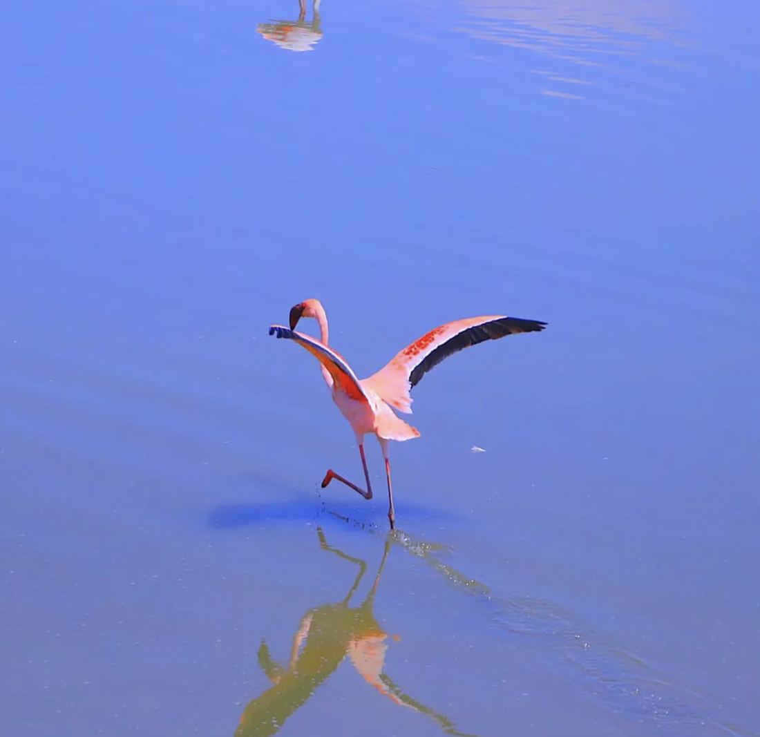 A flamingo taking flight over the still water of a Rift Valley lake