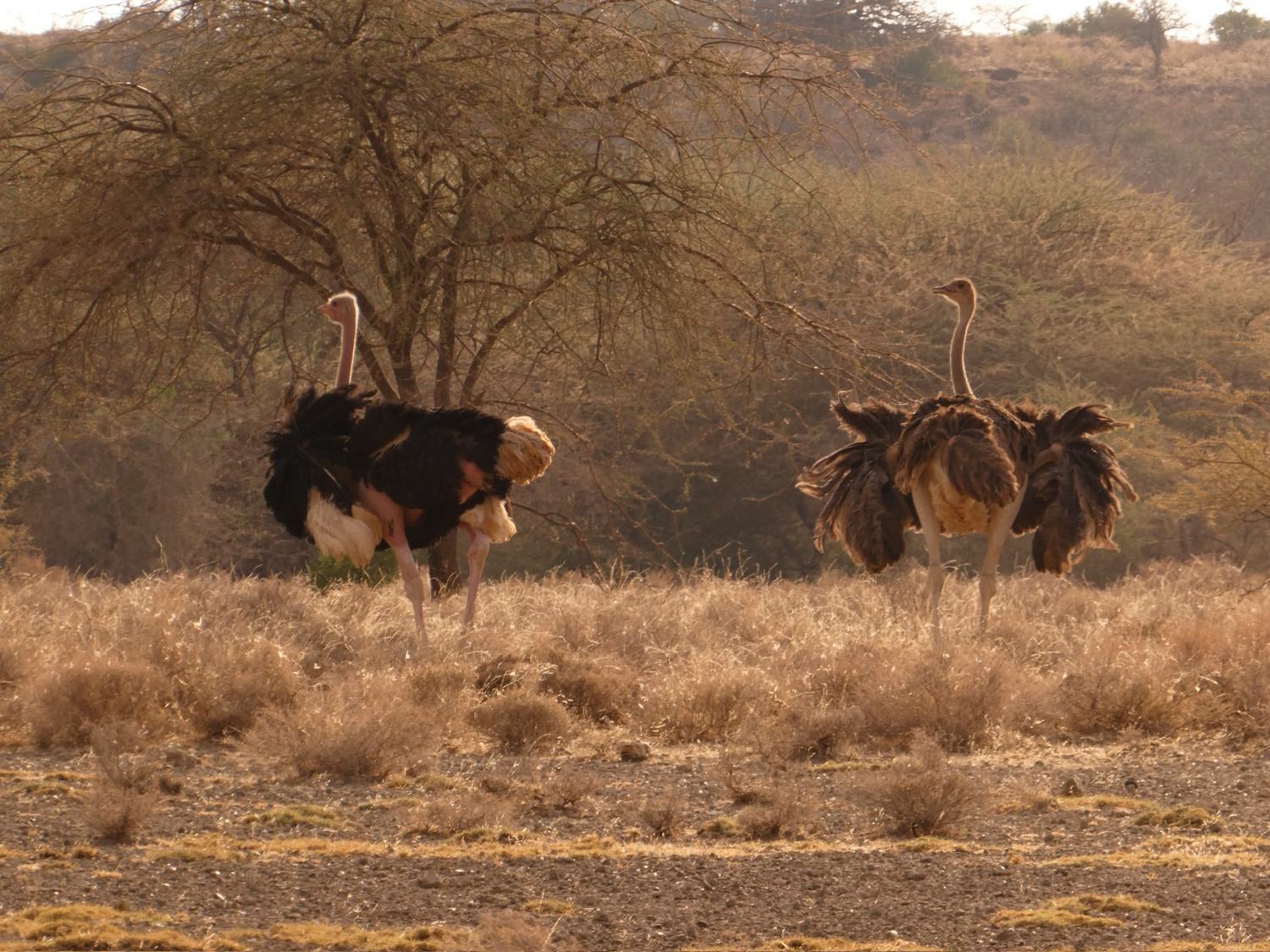 Two ostriches beneath an acacia tree on the savanna
