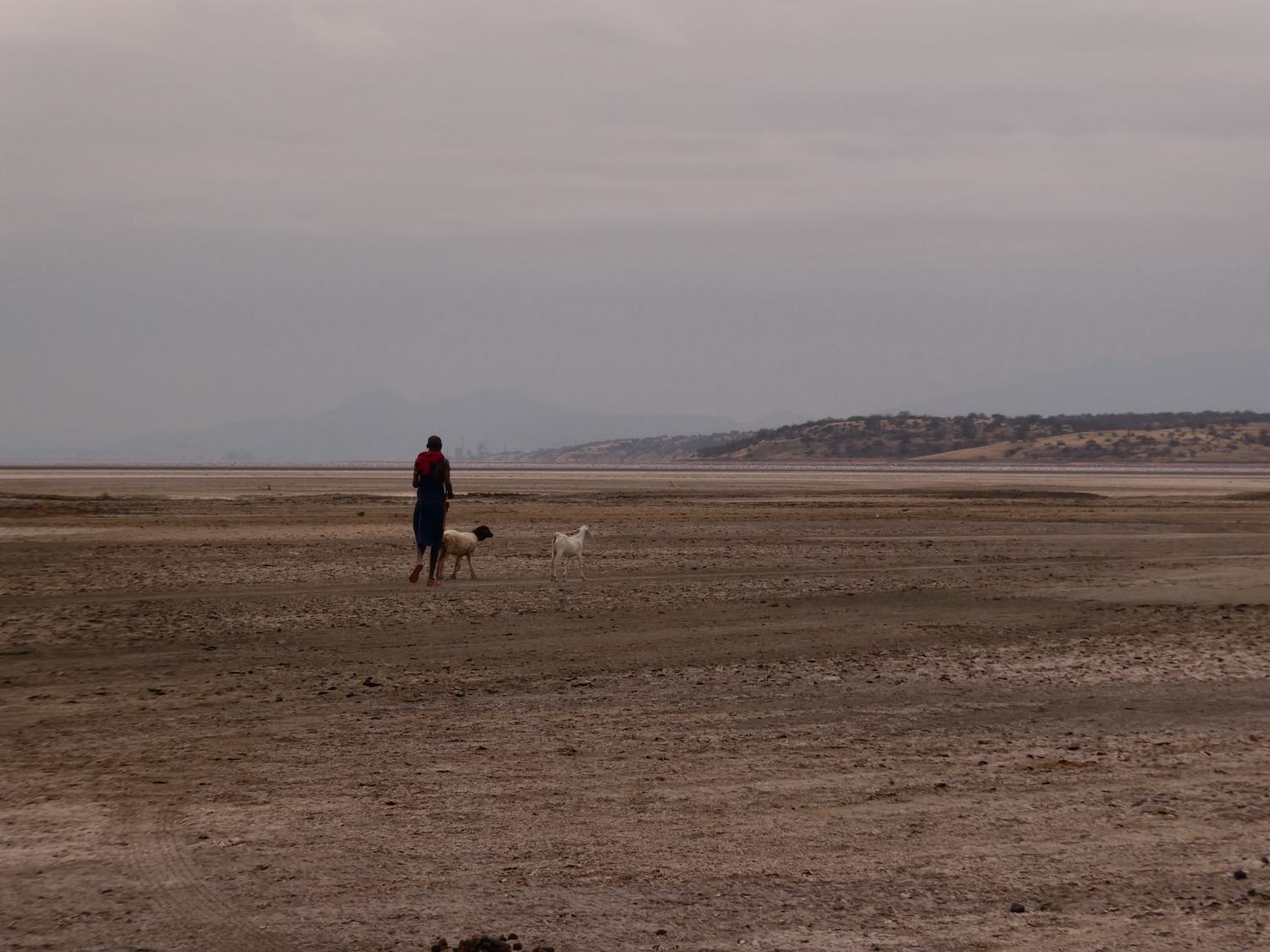 A Maasai herder walking across the salt flats with his goats